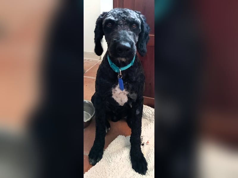 Koby sucht erfahrene Rasseliebhaber