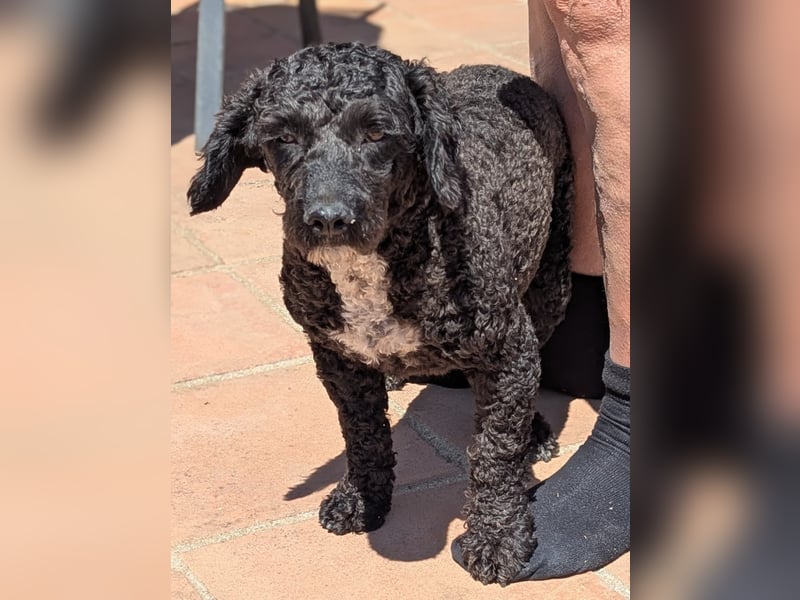 Keisha sucht liebevolle Rassekenner