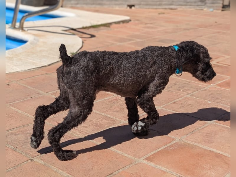 Kasper sucht erfahrene Menschen