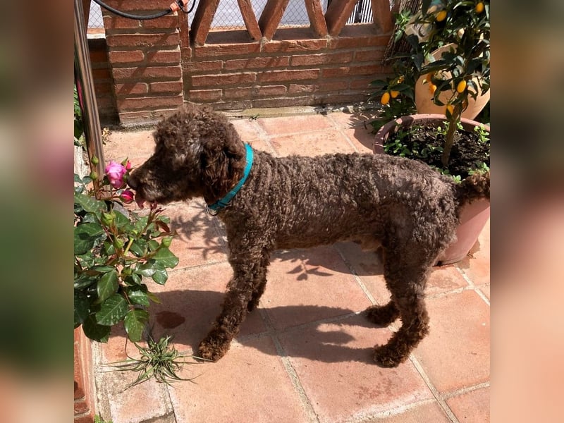 Kenzo sucht echte Kenner