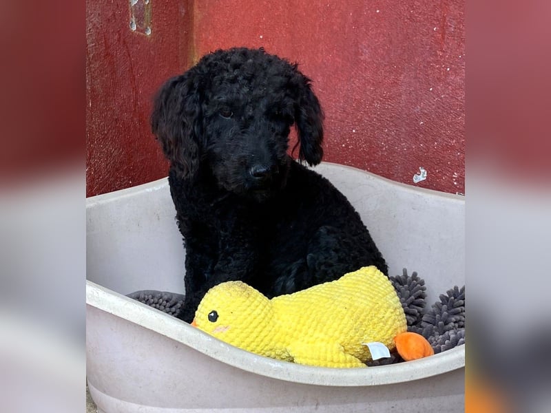 KANO möchte ankommen