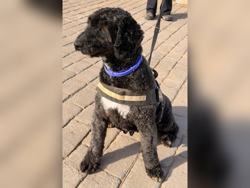 Sanftmütige VENUS sucht liebevolles Zuhause!