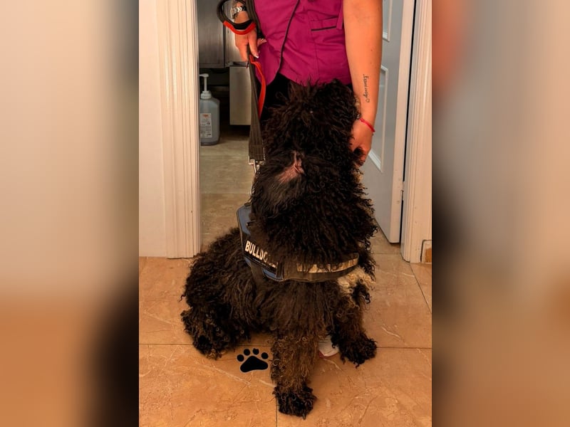 Sanftmütige VENUS sucht liebevolles Zuhause!