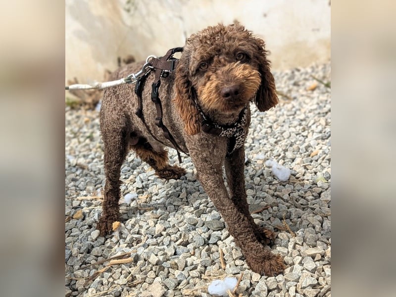 Edler KASHMIR sucht sein Körbchen