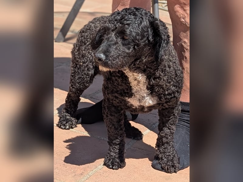 Keisha sucht liebevolle Rassekenner