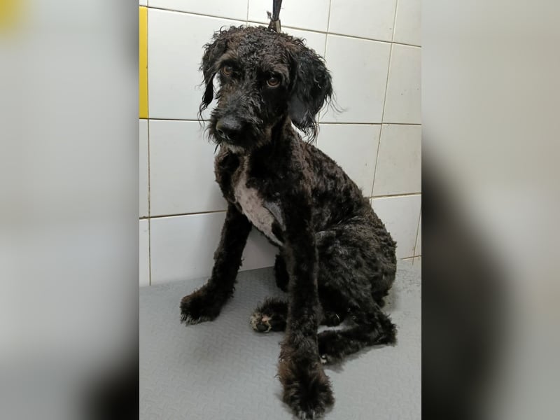 Koby sucht erfahrene Rasseliebhaber