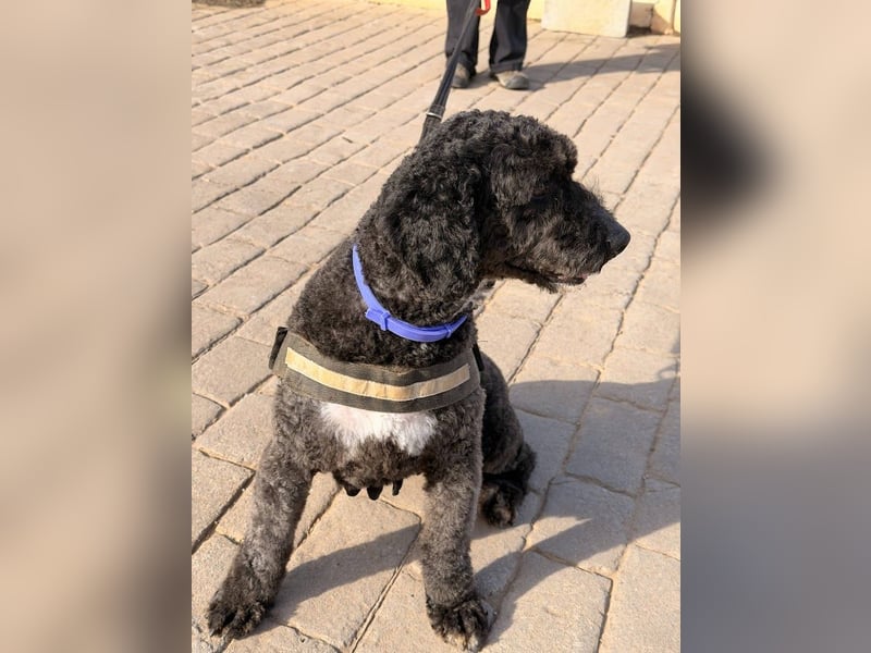 Sanftmütige VENUS sucht liebevolles Zuhause!