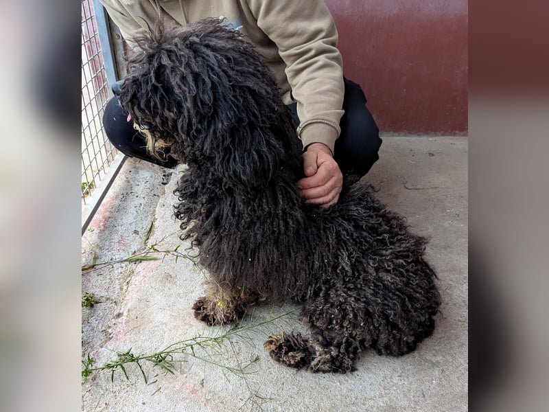 Sanftmütige VENUS sucht liebevolles Zuhause!