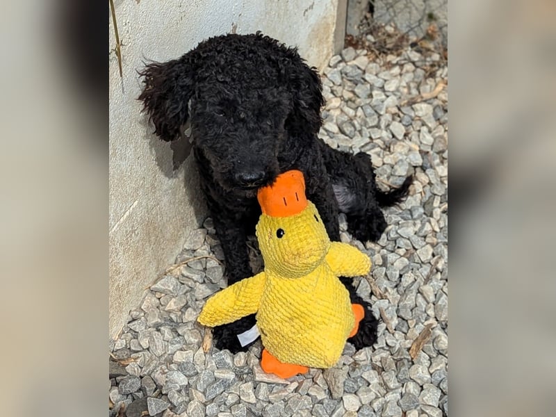 KANO möchte ankommen