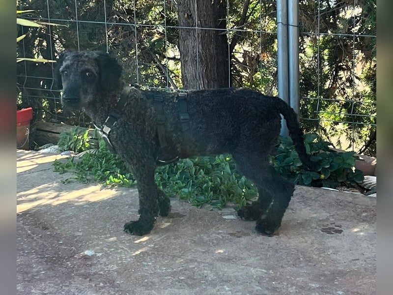 KRÜMEL sucht Rassekenner mit Herz