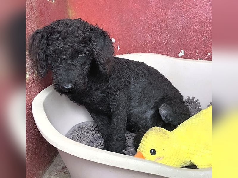 KANO möchte ankommen