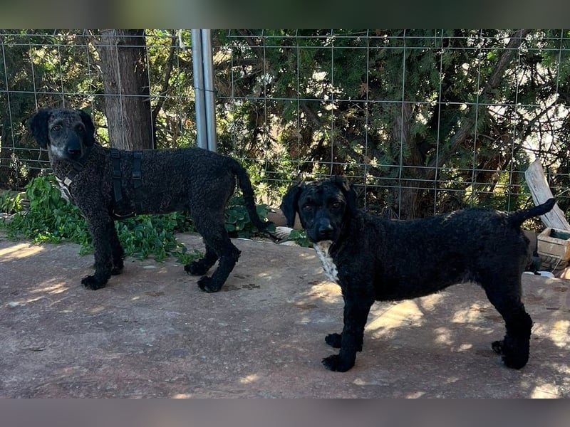 KRÜMEL sucht Rassekenner mit Herz