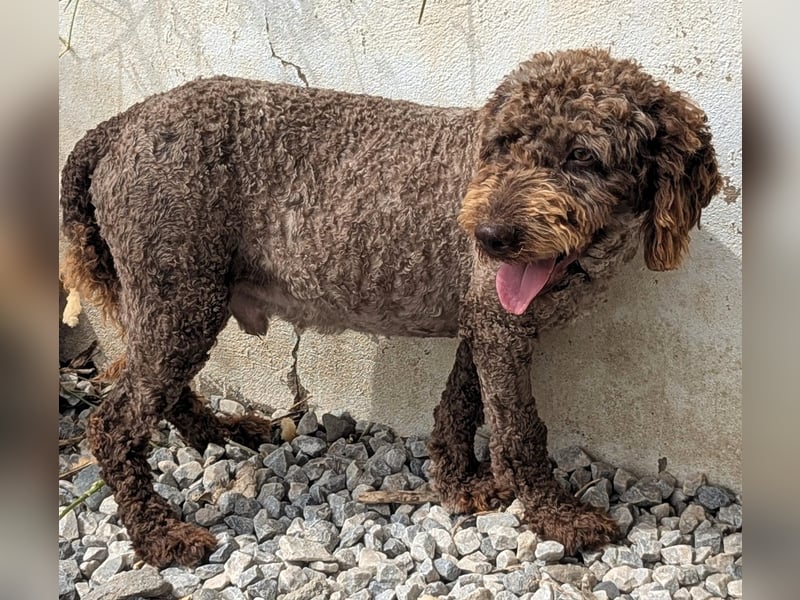 Edler KASHMIR sucht sein Körbchen