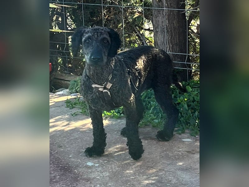 KRÜMEL sucht Rassekenner mit Herz