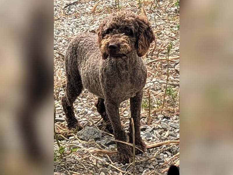 Edler KASHMIR sucht sein Körbchen