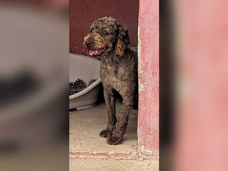 Traumtyp KEANU sucht seine Menschen