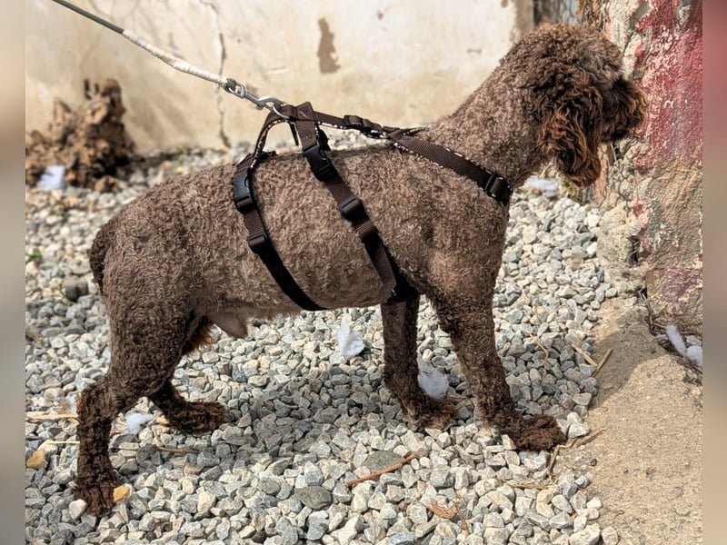 Edler KASHMIR sucht sein Körbchen