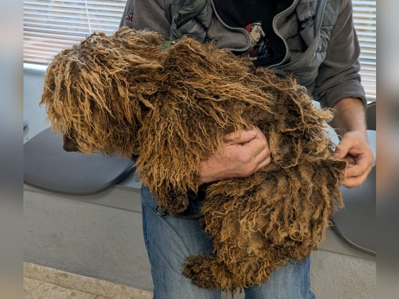 Edler KASHMIR sucht sein Körbchen