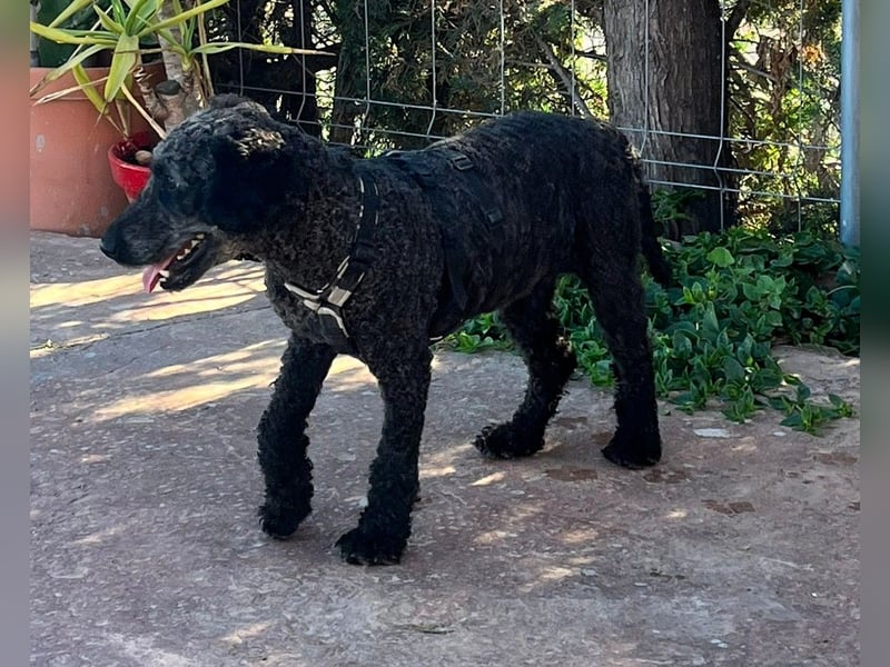 KRÜMEL sucht Rassekenner mit Herz