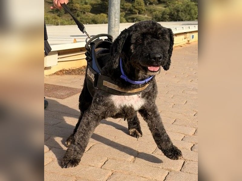 Sanftmütige VENUS sucht liebevolles Zuhause!