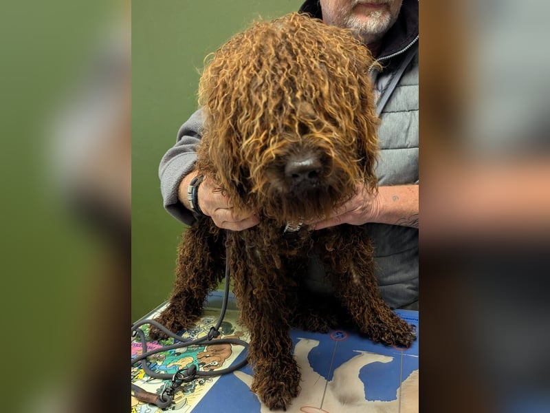 Traumtyp KEANU sucht seine Menschen