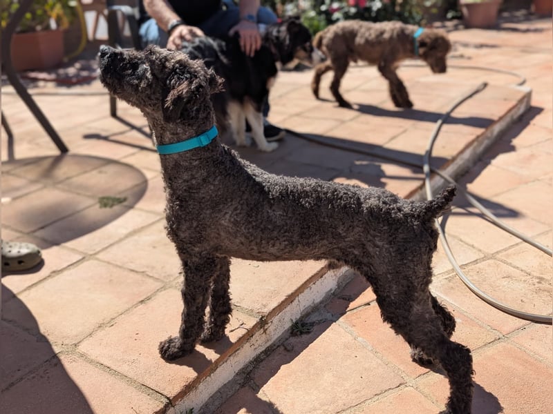 Kasper sucht erfahrene Menschen