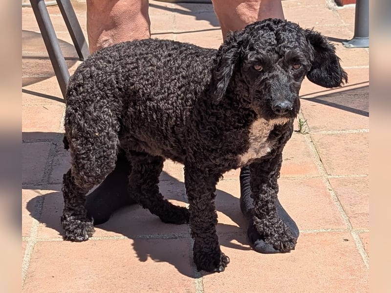KEISHA sucht liebevolle Rassekenner
