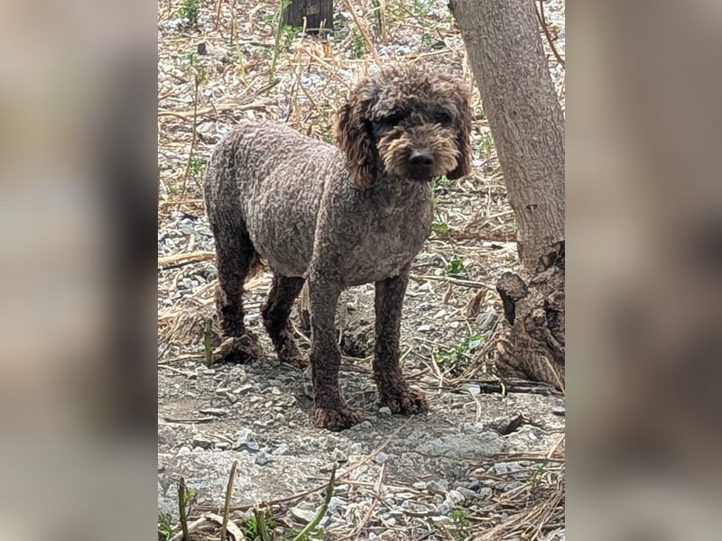 Traumtyp KEANU sucht seine Menschen