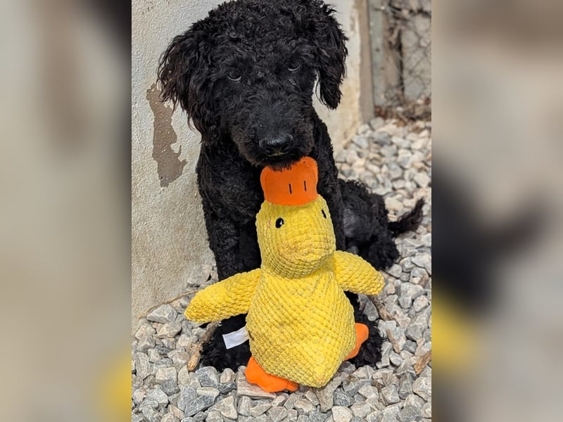 KANO möchte ankommen