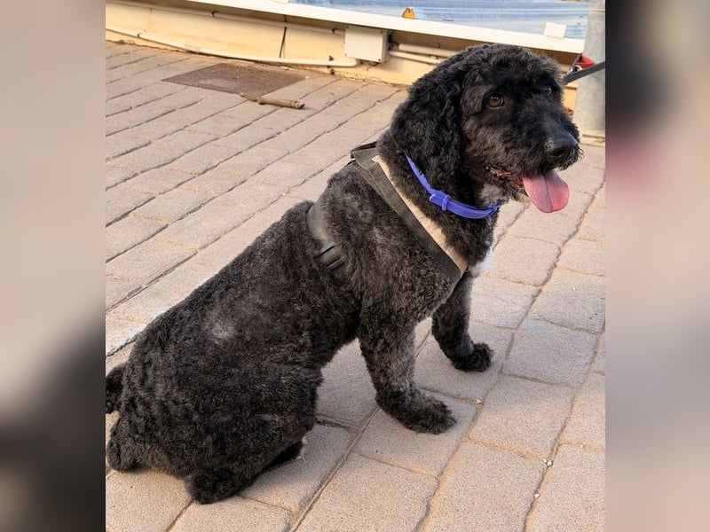 Sanftmütige VENUS sucht liebevolles Zuhause!