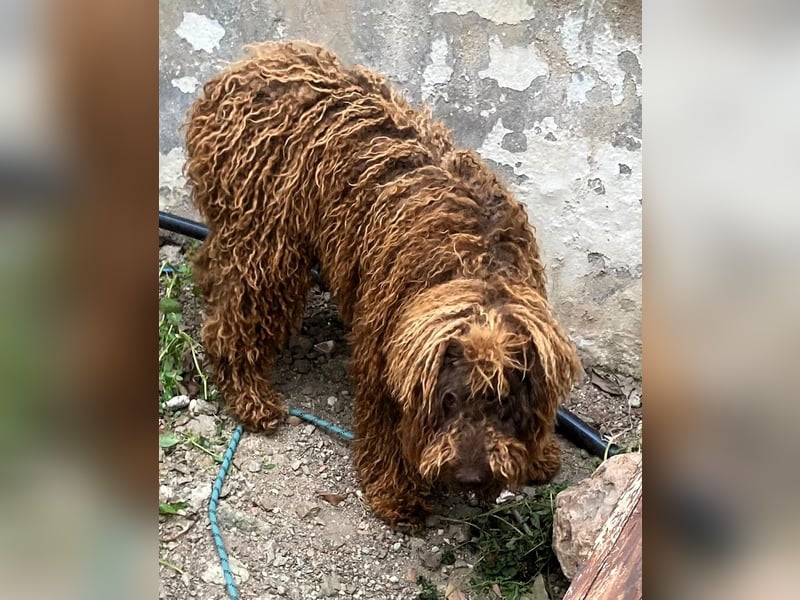 Kenzo sucht echte Kenner