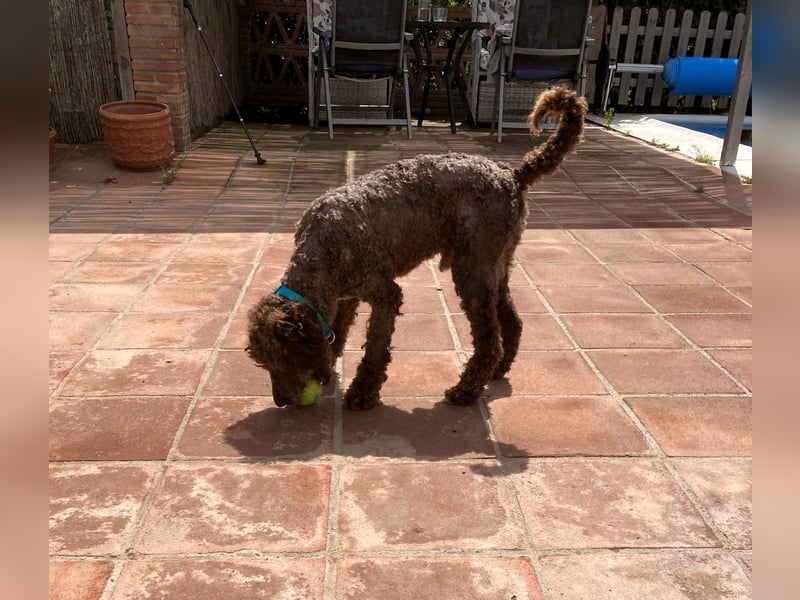 Kenzo sucht echte Kenner