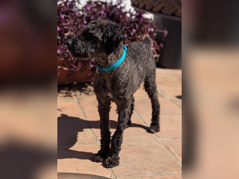 Kasper sucht erfahrene Menschen