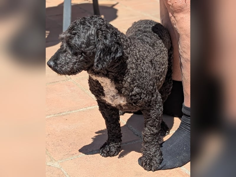 Keisha sucht liebevolle Rassekenner