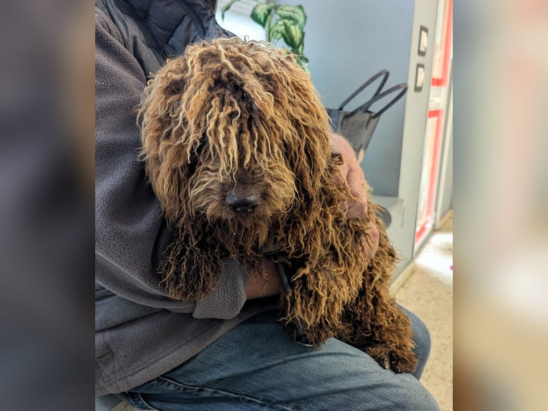 Edler KASHMIR sucht sein Körbchen