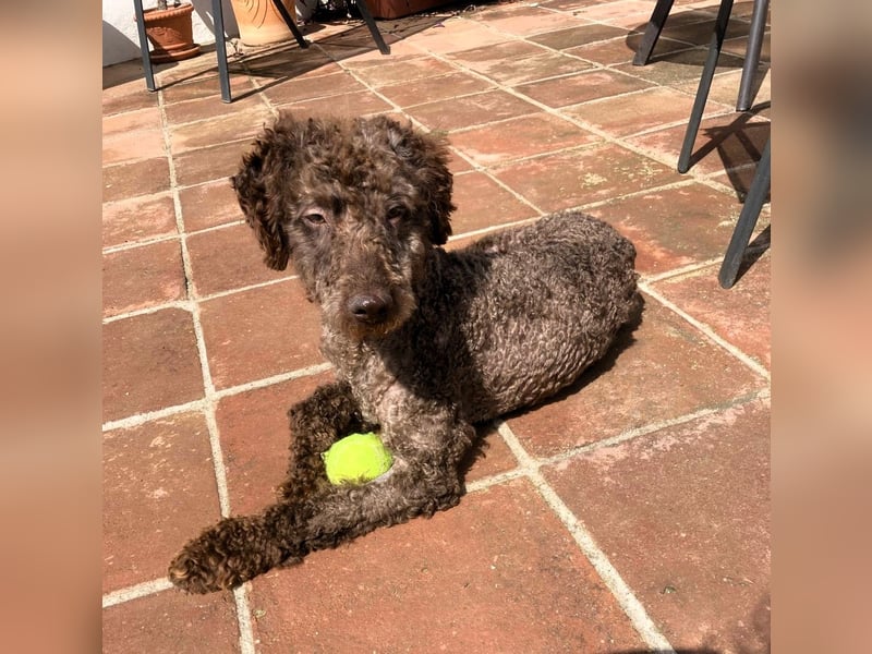 Kenzo sucht echte Kenner