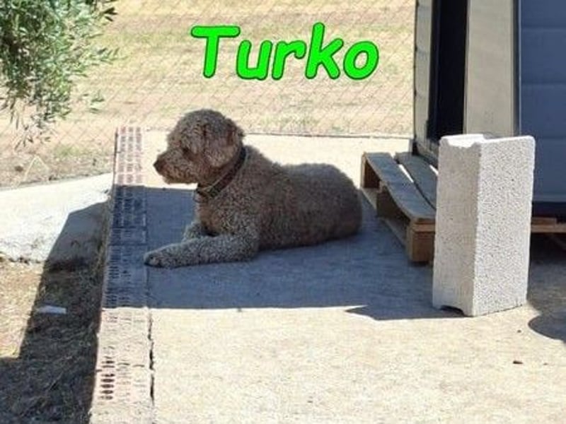 Turko geb. 03/2023 (ESP) - sanfter Wasserhund sucht seine Chance sich zu zeigen!