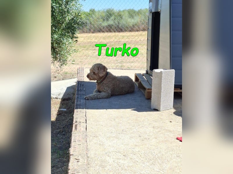 Turko geb. 03/2023 (ESP) - sanfter Wasserhund sucht seine Chance sich zu zeigen!