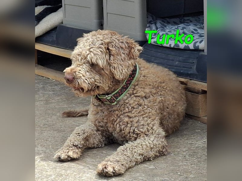 Turko geb. 03/2023 (ESP) - sanfter Wasserhund sucht seine Chance sich zu zeigen!