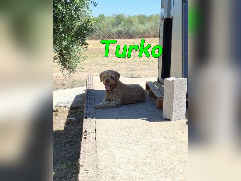 Turko geb. 03/2023 (ESP) - sanfter Wasserhund sucht seine Chance sich zu zeigen!