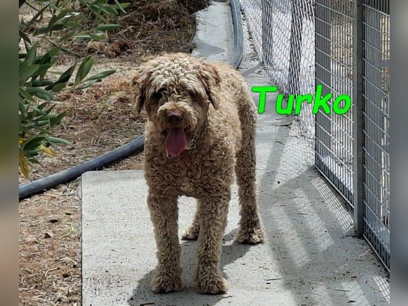 Turko geb. 03/2023 (ESP) - sanfter Wasserhund sucht seine Chance sich zu zeigen!