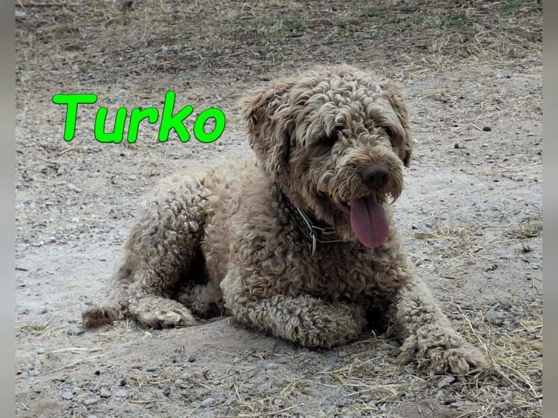 Turko geb. 03/2023 (ESP) - sanfter Wasserhund sucht seine Chance sich zu zeigen!