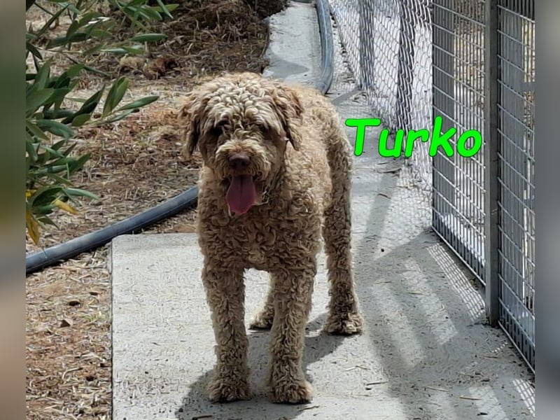 Turko geb. 03/2023 (ESP) - sanfter Wasserhund sucht seine Chance sich zu zeigen!