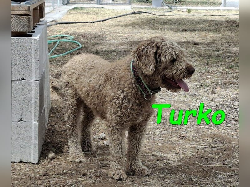 Turko geb. 03/2023 (ESP) - sanfter Wasserhund sucht seine Chance sich zu zeigen!