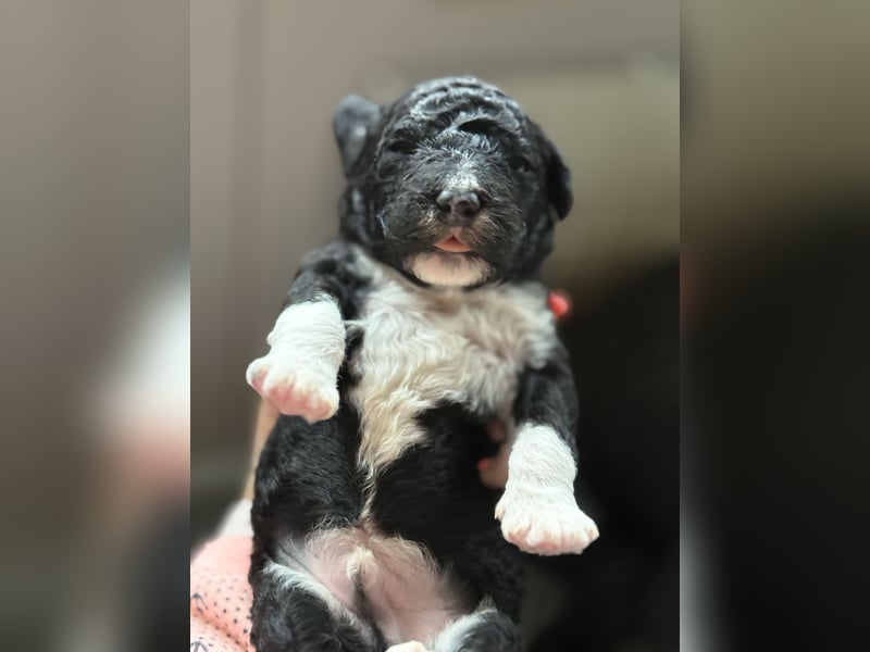 Perro de Agua Español Spanischer Wasserhund Welpen