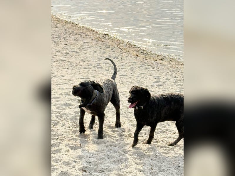 Perro de Agua Español Spanischer Wasserhund Welpen