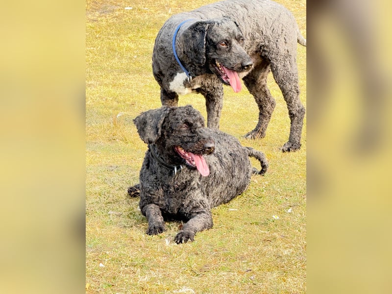 Perro de Agua Español Spanischer Wasserhund Welpen