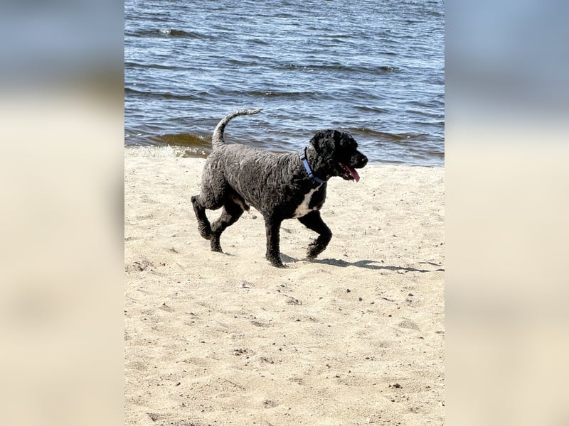 Perro de Agua Español Spanischer Wasserhund Welpen