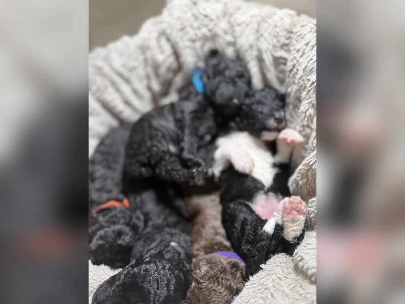 Perro de Agua Español Spanischer Wasserhund Welpen