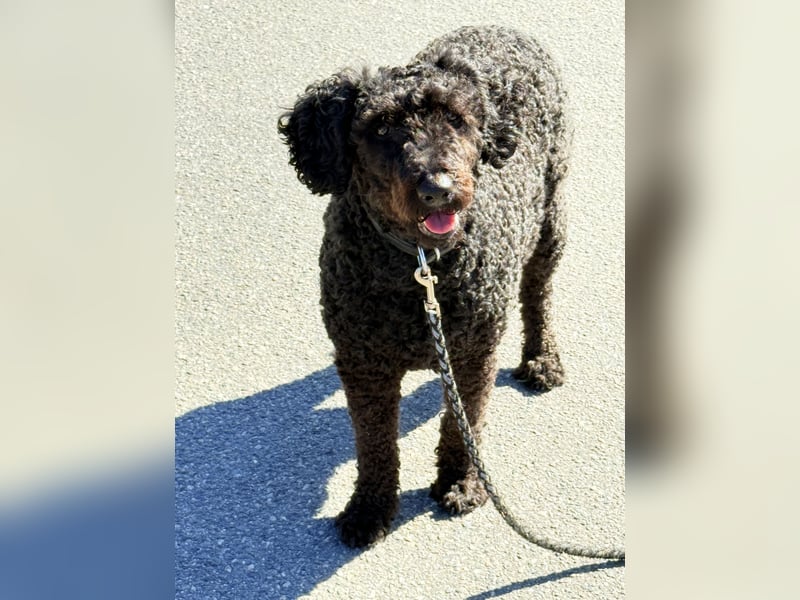 Perro de Agua Español Spanischer Wasserhund Welpen